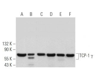 TCP-1 γ Antibody (F-3) - Western Blotting - Image 372463