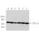 western blotting image from recommended TCP-1 θ (E-7) monoclonal antibody replacement. Image 367403
