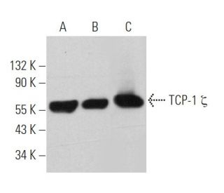 TCP-1 ζ Antibody (F-4) - Western Blotting - Image 360737