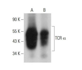western blotting image from recommended TCR &alpha; (H-1) monoclonal antibody replacement. Image 379603