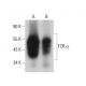 western blotting image from recommended TCR α (H-1) monoclonal antibody replacement. Image 379603