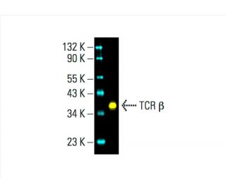 Anti Tcr B Antibody G 11 Scbt Santa Cruz Biotechnology