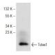 Tctex1 Antibody (H-11) - Western Blotting - Image 142595 