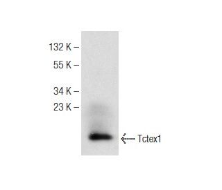 Tctex1 Antibody (H-11) - Western Blotting - Image 142595SAM Transcription Activation: SAM system utilizing dCas9-VP64, MS2-P65-HSF1, and sgRNA for precise gene transcription activation.