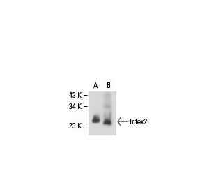 Tctex2 Antibody (H-5) - Western Blotting - Image 18299Each CRISPR/Cas9 Knockout (KO) Plasmid product consists of a pool of 3 plasmids designed to ensure identification and cleavage of a specific gene for maximum knockout efficiency. Each plasmid encodes a unique 20 nt sequence derived from the GeCKO (v2) library.