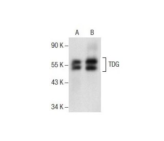 TDG Antibody (D-11) - Western Blotting - Image 157675 