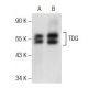 TDG Antibody (D-11) - Western Blotting - Image 157675 