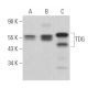 TDG Antibody (D-11) - Western Blotting - Image 363146