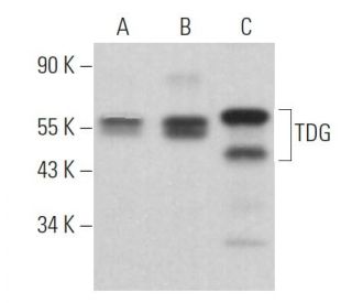 TDG Antibody (D-11) - Western Blotting - Image 363146