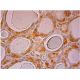 TDP1 Antibody (C-3) - Immunohistochemistry - Image 286408 