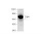 TDP1 Antibody (C-3) - Western Blotting - Image 143543 