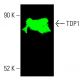 TDP1 Antibody (C-3) - Western Blotting - Image 401553