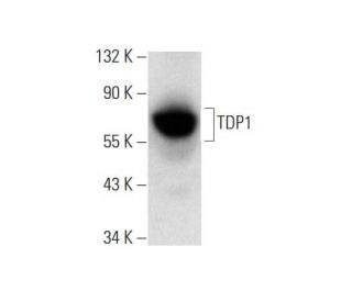 TDP1 Antibody (C-3) - Western Blotting - Image 143543SAM Transcription Activation: SAM system utilizing dCas9-VP64, MS2-P65-HSF1, and sgRNA for precise gene transcription activation.