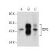 TDP2 Antibody (H-6) - Western Blotting - Image 282595 