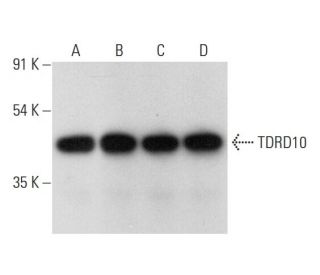 TDRD10 Antibody (C-7) - Western Blotting - Image 314582 
