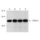 TDRD10 Antibody (C-7) - Western Blotting - Image 314582 