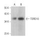 TDRD10 Antibody (C-7) - Western Blotting - Image 379659