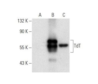 TdT Antibody (B-9) - Western Blotting - Image 303418 