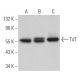 TdT Antibody (B-9) - Western Blotting - Image 366828