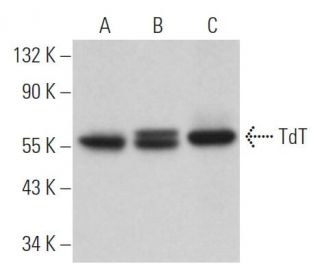 TdT Antibody (B-9) - Western Blotting - Image 366828