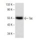 Tec Antibody (G-5) - Western Blotting - Image 141813