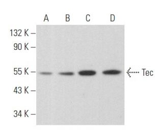 western blotting image from recommended Tec (G-5) monoclonal antibody replacement. Image 357257