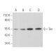 western blotting image from recommended Tec (G-5) monoclonal antibody replacement. Image 357257