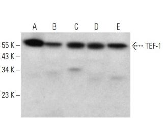 TEF-1 Antibody (E-5) - Western Blotting - Image 382869 