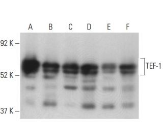 TEF-1 Antibody (H-4) - Western Blotting - Image 398091 