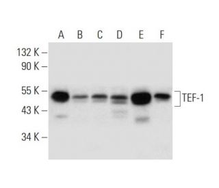 TEF-1 Antibody (E-5) - Western Blotting - Image 299447 