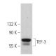 TEF-3 Antibody (B-5) - Western Blotting - Image 363786 