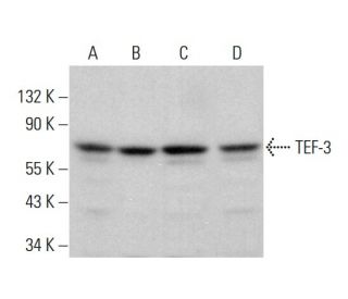 TEF-3 Antibody (B-5) - Western Blotting - Image 382184 