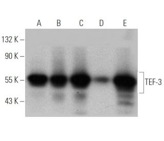 TEF-3 Antibody (N-G2) - Western Blotting - Image 368207