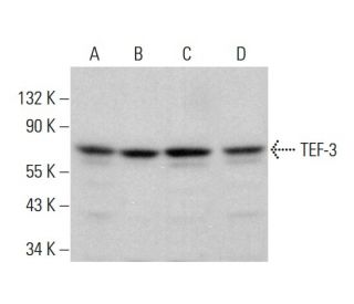 TEF-3 Antibody (B-5) - Western Blotting - Image 382184