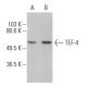 TEF-4 Antibody (404C5a) - Western Blotting - Image 400700 
