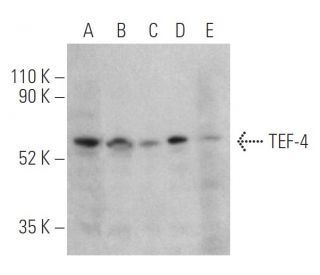 TEF-4 Antibody (C-10) - Western Blotting - Image 400553
