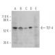 TEF-4 Antibody (C-10) - Western Blotting - Image 400553