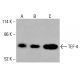 TEF-4 Antibody (C-10) - Western Blotting - Image 416485