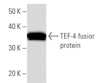 western blotting image from recommended TEF-4 (404C5a) monoclonal antibody replacement. Image 16802