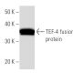 western blotting image from recommended TEF-4 (404C5a) monoclonal antibody replacement. Image 16802
