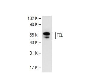 TEL Antibody (E-1) - Western Blotting - Image 109319