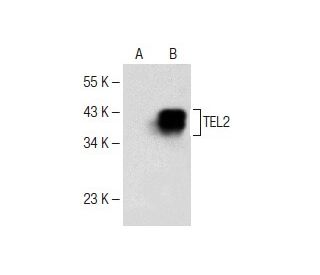 TEL2 Antibody (E-1) - Western Blotting - Image 151184