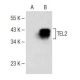 TEL2 Antibody (E-1) - Western Blotting - Image 151184