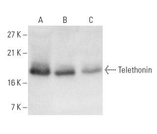Telethonin Antibody (G-11) - Western Blotting - Image 5501 