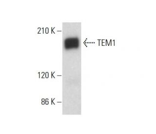 TEM1 Antibody (G-9) - Western Blotting - Image 376516 
