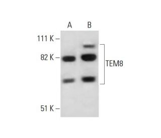 TEM8 Antibody (4H261) - Western Blotting - Image 290039 