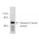 Tenascin-C Antibody (E-9) - Western Blotting - Image 6229