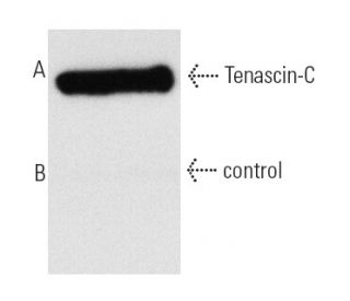 Tenascin-C Antibody (300-3) - Western Blotting - Image 5262 