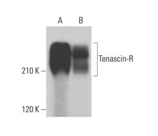 Tenascin-R Antibody (A-2) - Western Blotting - Image 375397Each CRISPR/Cas9 Knockout (KO) Plasmid product consists of a pool of 3 plasmids designed to ensure identification and cleavage of a specific gene for maximum knockout efficiency. Each plasmid encodes a unique 20 nt sequence derived from the GeCKO (v2) library. 