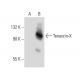 Tenascin-X Antibody (F-11) - Western Blotting - Image 134764 